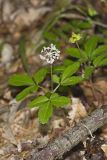 Dwarf Ginseng, Panax trifolius