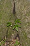 Dwarf Ginseng, Panax trifolius
