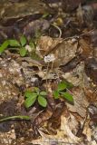 Dwarf Ginseng, Panax trifolius
