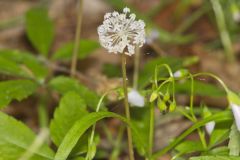 Dwarf Ginseng, Panax trifolius