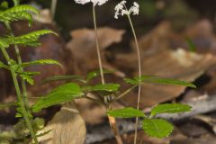 Dwarf Ginseng, Panax trifolius