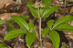 Dwarf Ginseng, Panax trifolius