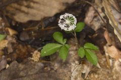 Dwarf Ginseng, Panax trifolius