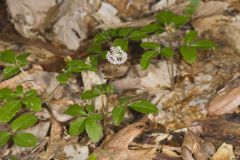 Dwarf Ginseng, Panax trifolius