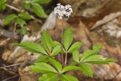 Dwarf Ginseng, Panax trifolius