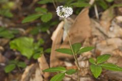 Dwarf Ginseng, Panax trifolius
