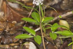 Dwarf Ginseng, Panax trifolius