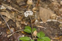 Dwarf Ginseng, Panax trifolius