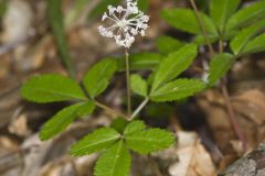 Dwarf Ginseng, Panax trifolius