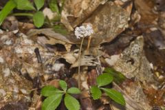 Dwarf Ginseng, Panax trifolius