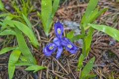 Dwarf Lake Iris