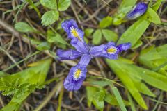 Dwarf Lake Iris, Iris lacustris