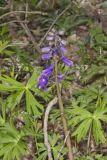 Dwarf Larkspur, Delphinium tricorne