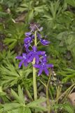 Dwarf Larkspur, Delphinium tricorne