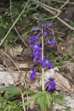 Dwarf Larkspur, Delphinium tricorne