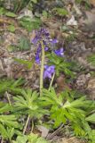 Dwarf Larkspur, Delphinium tricorne