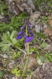Dwarf Larkspur, Delphinium tricorne