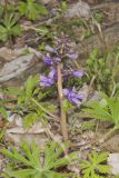 Dwarf Larkspur, Delphinium tricorne