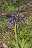 Dwarf Larkspur, Delphinium tricorne