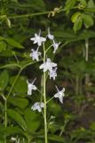 Dwarf Larkspur, Delphinium tricorne