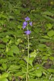 Dwarf Larkspur, Delphinium tricorne