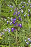 Dwarf Larkspur, Delphinium tricorne