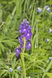 Dwarf Larkspur, Delphinium tricorne