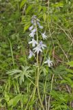 Dwarf Larkspur, Delphinium tricorne
