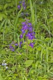 Dwarf Larkspur, Delphinium tricorne