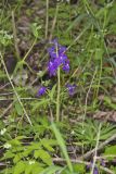 Dwarf Larkspur, Delphinium tricorne