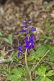 Dwarf Larkspur, Delphinium tricorne