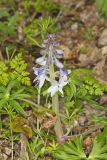 Dwarf Larkspur, Delphinium tricorne