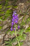 Dwarf Larkspur, Delphinium tricorne