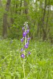 Dwarf Larkspur, Delphinium tricorne