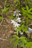 Dwarf Larkspur, Delphinium tricorne