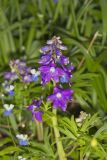 Dwarf Larkspur, Delphinium tricorne