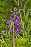 Dwarf Larkspur, Delphinium tricorne
