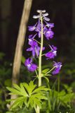 Dwarf Larkspur, Delphinium tricorne