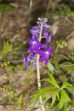 Dwarf Larkspur, Delphinium tricorne