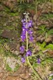 Dwarf Larkspur, Delphinium tricorne