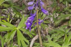 Dwarf Larkspur, Delphinium tricorne
