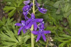 Dwarf Larkspur, Delphinium tricorne Dwarf Larkspur, Delphinium tricorne