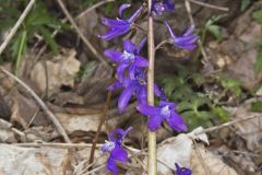 Dwarf Larkspur, Delphinium tricorne Dwarf Larkspur, Delphinium tricorne