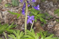 Dwarf Larkspur, Delphinium tricorne