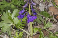 Dwarf Larkspur, Delphinium tricorne