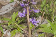 Dwarf Larkspur, Delphinium tricorne Dwarf Larkspur, Delphinium tricorne