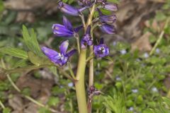 Dwarf Larkspur, Delphinium tricorne