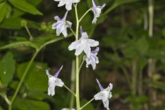 Dwarf Larkspur, Delphinium tricorne