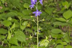 Dwarf Larkspur, Delphinium tricorne Dwarf Larkspur, Delphinium tricorne