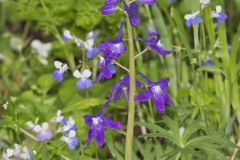 Dwarf Larkspur, Delphinium tricorne